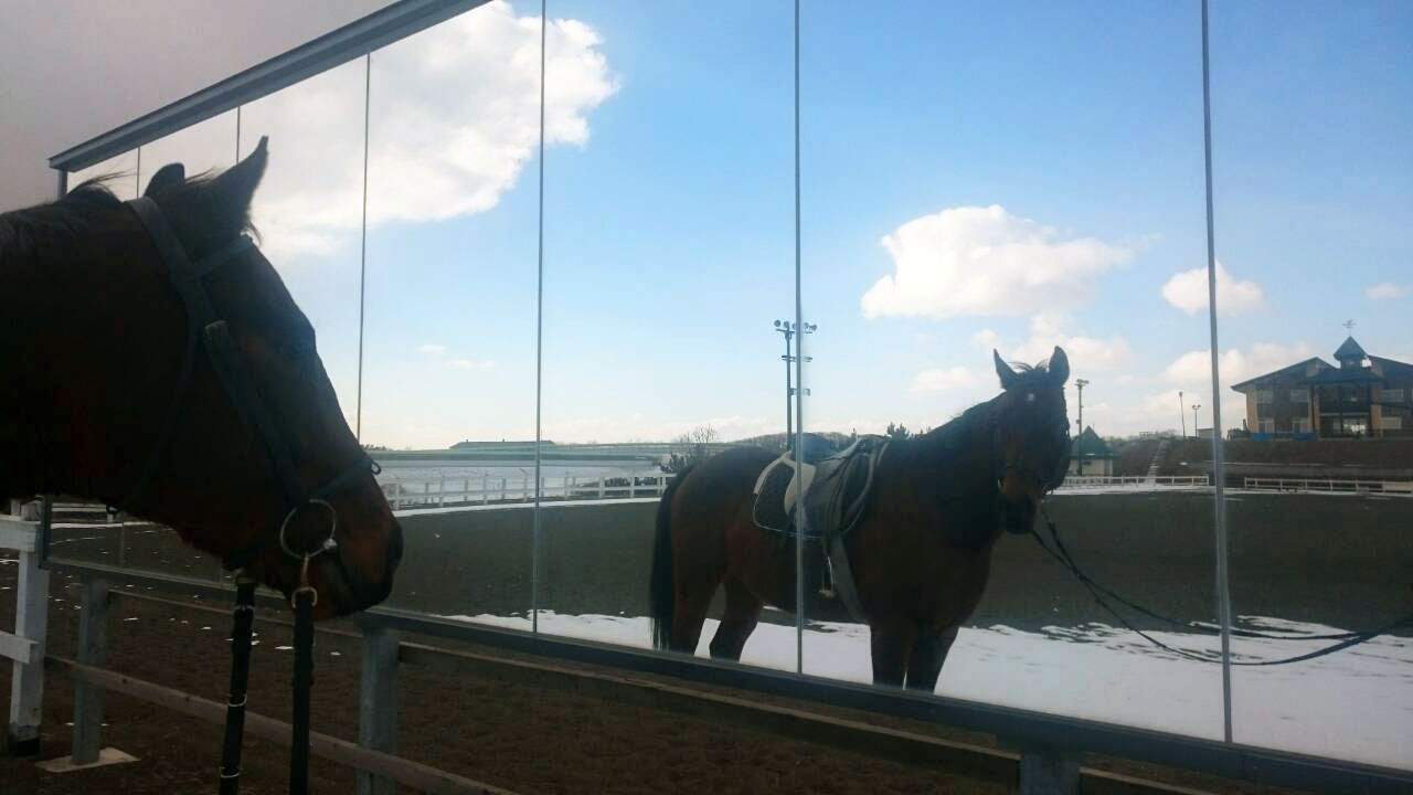 外馬場の鏡とお馬さん