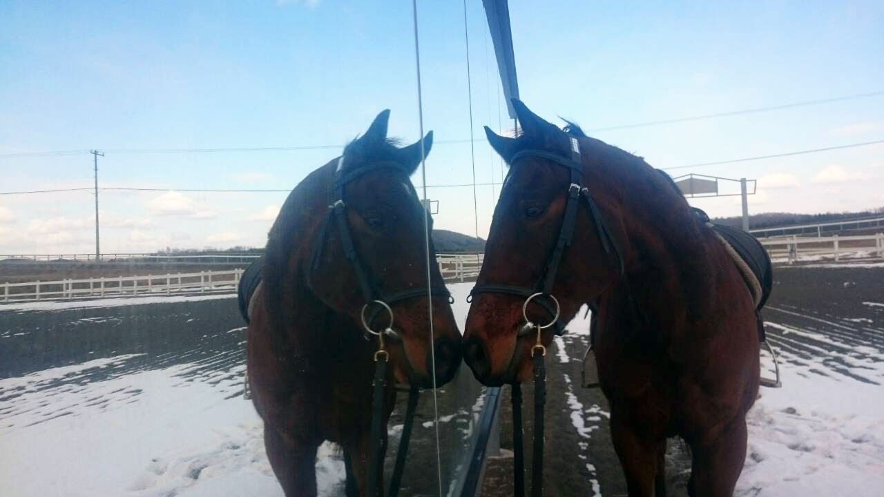 外馬場の鏡とお馬さん