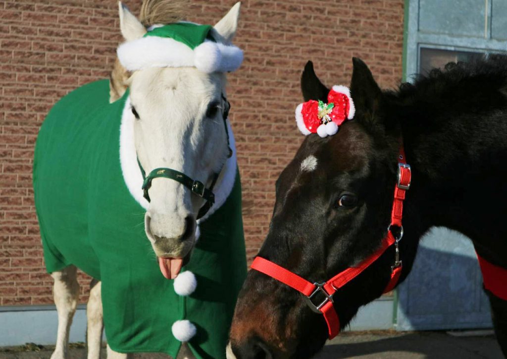 クリスマス馬写真