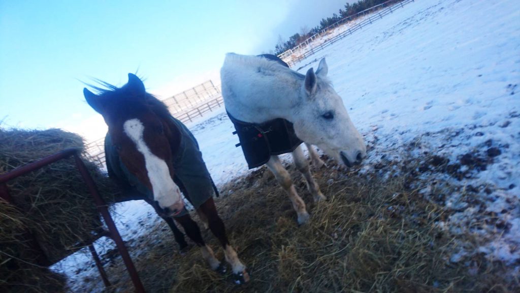 放牧地の馬たち（冬）