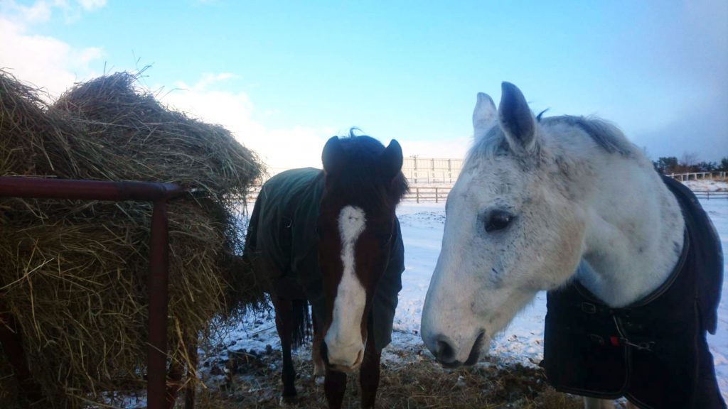 放牧地の馬たち（冬）