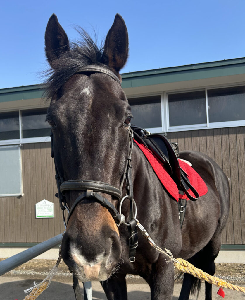 お馬のご紹介 | ホロシリ乗馬クラブ